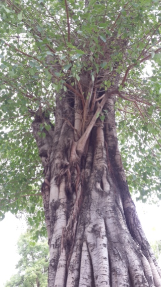 Pimpal tree near the temple